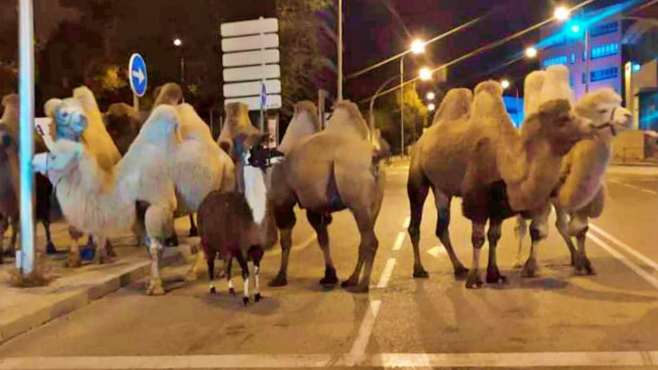 Sirkten kaçan 8 deve ve 1 lama, birlikte sokakta dolaşırken bulundu!