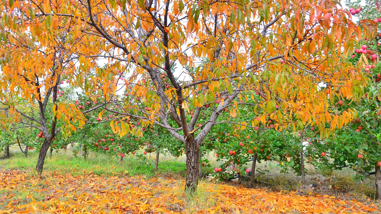 Malatya'daki kayısı bahçeleri sonbaharda fotoğraf tutkunları için doğal bir plato haline geldi