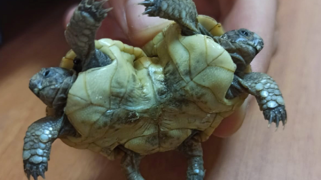 Turistin bulduğu çift başlı kaplumbağa şaşkınlık yarattı