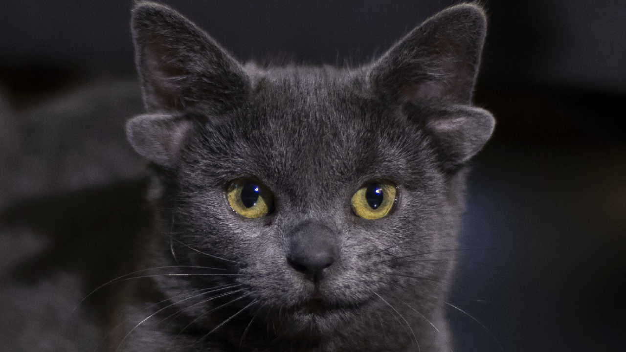 Dört kulaklı kedi Midas, sosyal medyanın yeni fenomeni