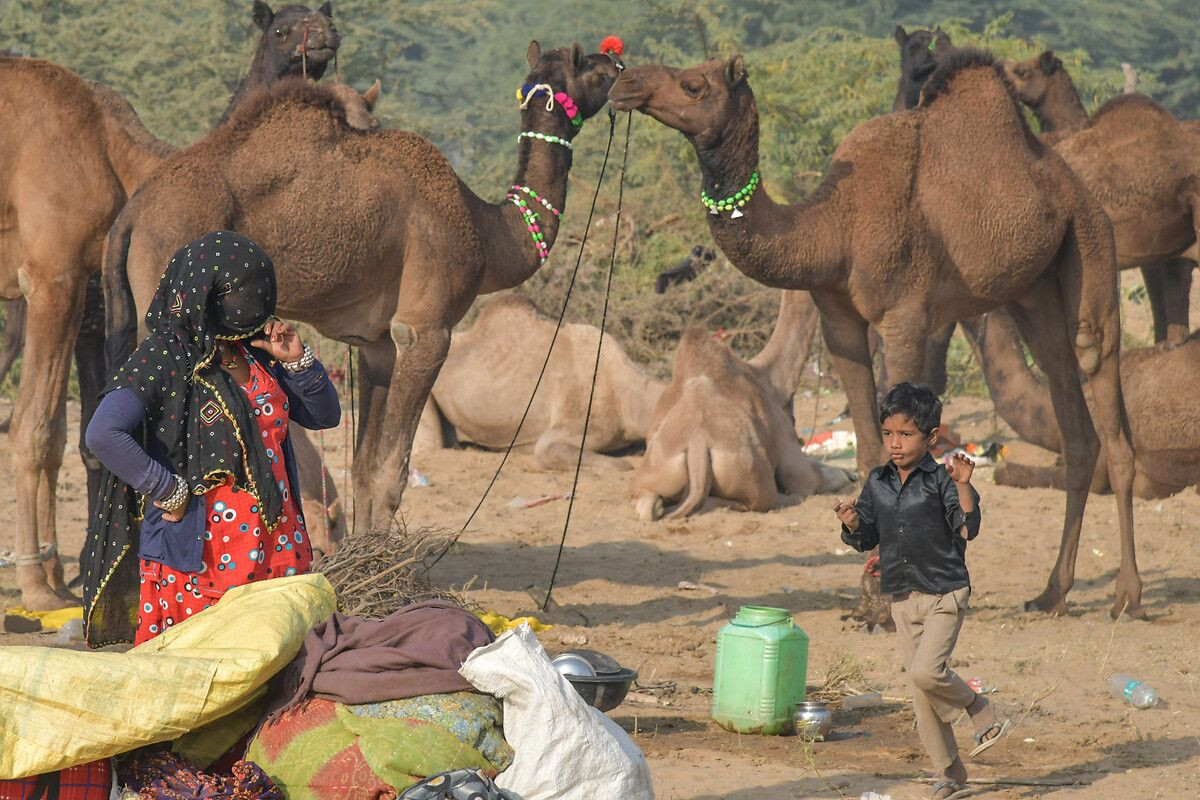 Hindistan'ın en büyük deve pazarı: Pushkar Deve Fuarı - Sayfa 1