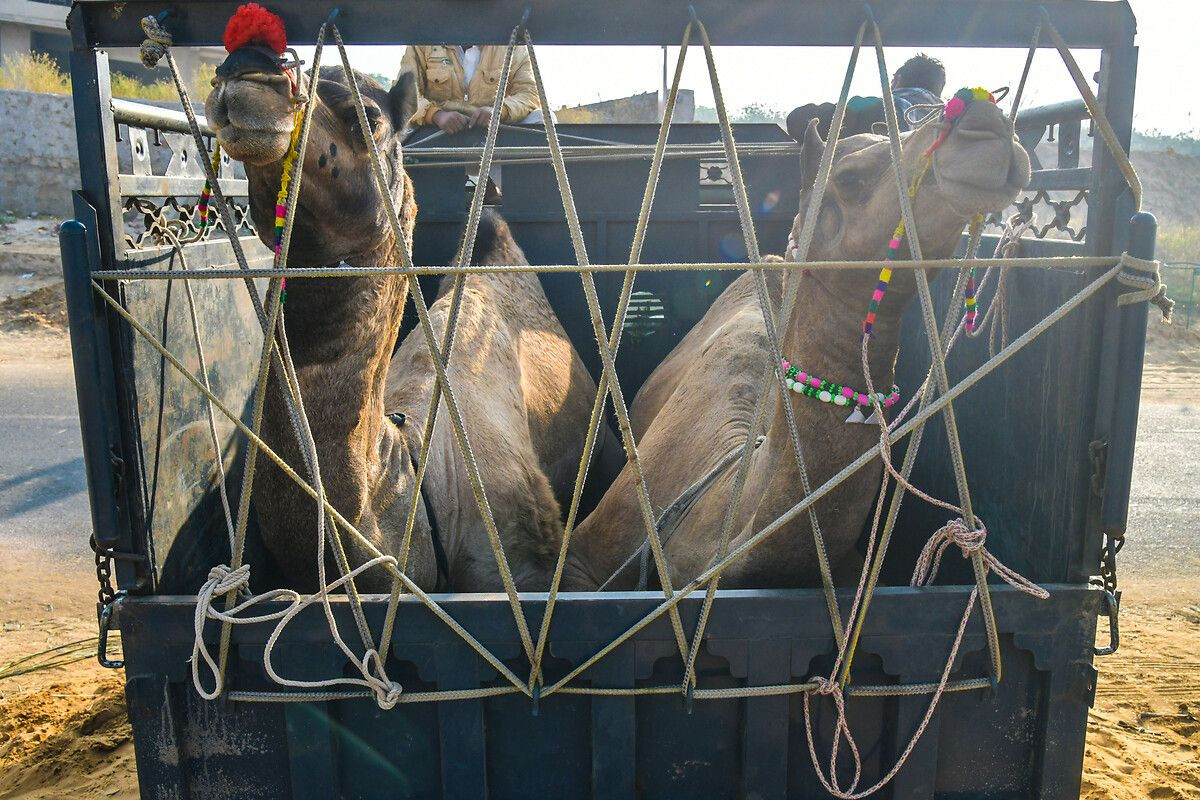 Hindistan'ın en büyük deve pazarı: Pushkar Deve Fuarı - Sayfa 2