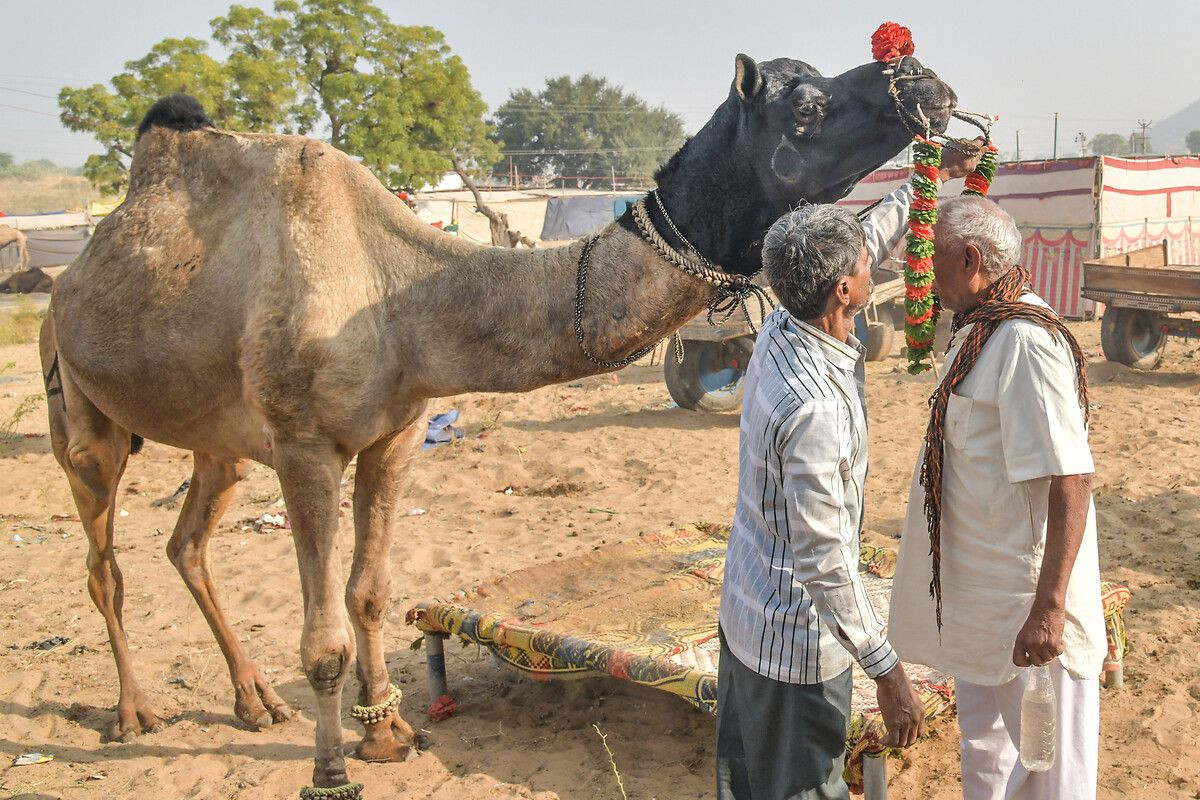 Hindistan'ın en büyük deve pazarı: Pushkar Deve Fuarı - Sayfa 3