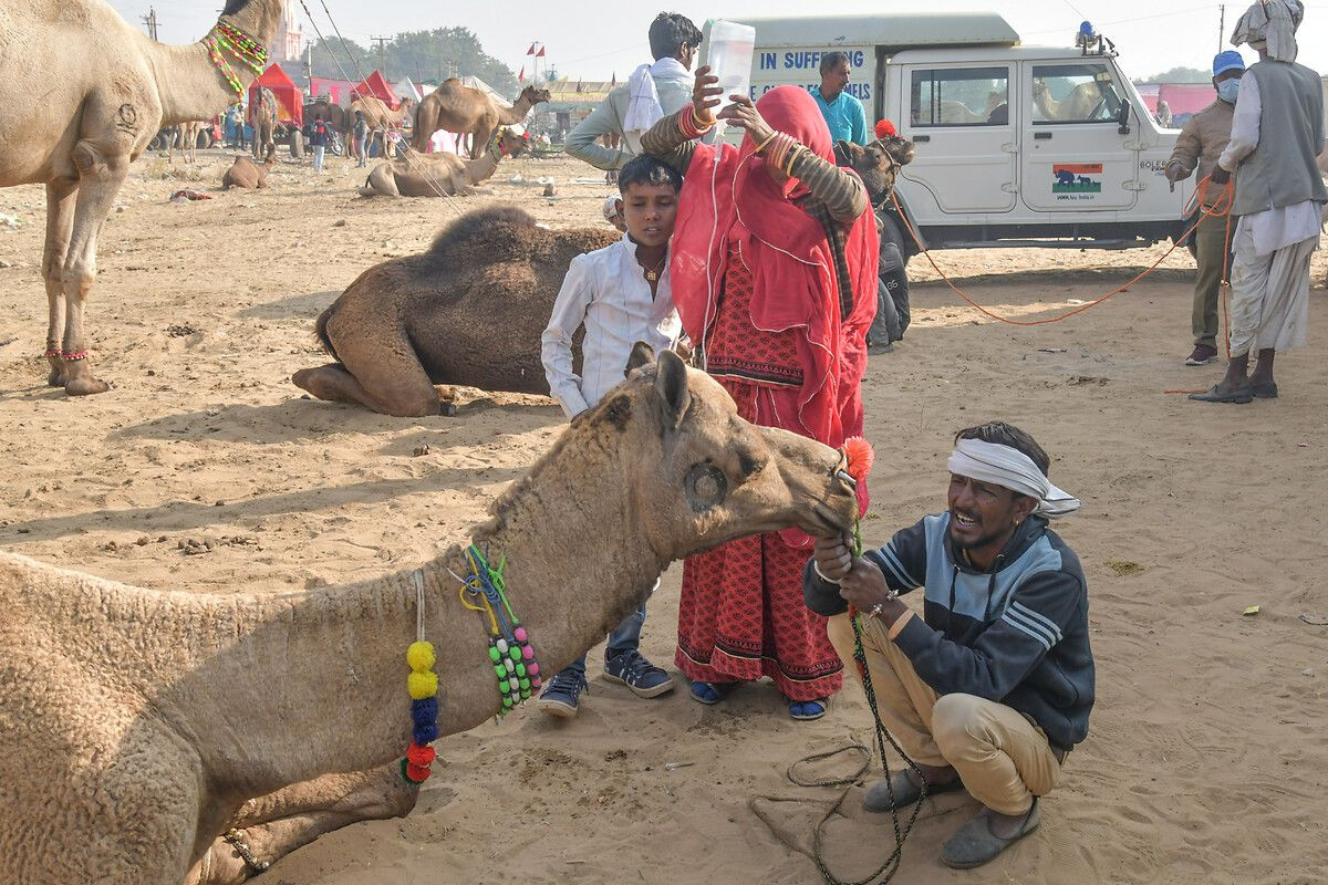 Hindistan'ın en büyük deve pazarı: Pushkar Deve Fuarı - Sayfa 4