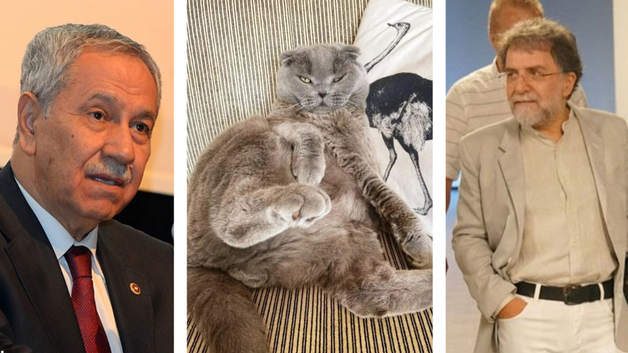 Bülent Arınç'a cevabı Ahmet Hakan değil, kedisi Sekter verdi!