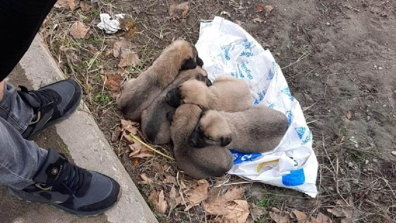 Yavru köpekleri çuval içinde çöp kenarına bırakmıştı! Kameralara yakalandı
