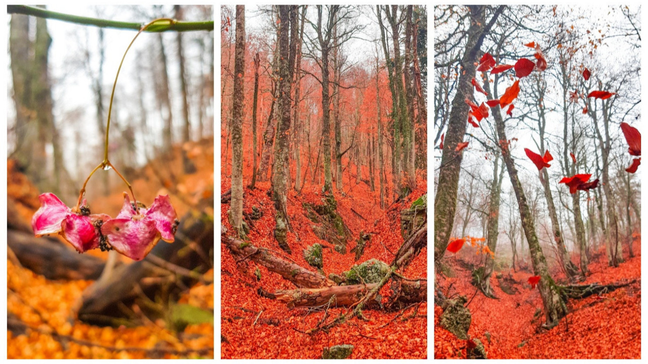 Dökülen yapraklar eşsiz görüntüler oluşturdu! Fotoğraf tutkunları Kahramanmaraş'a akın etti