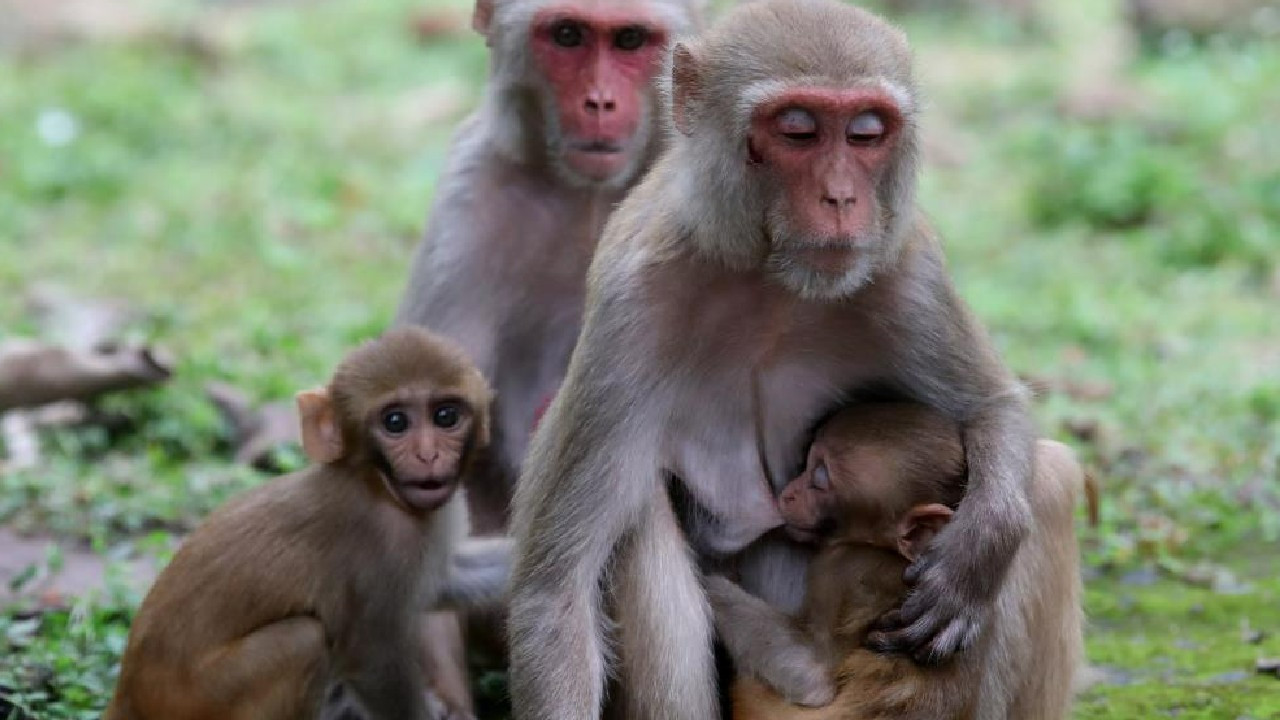 Hindistan’da maymunların intikam için yaklaşık 250 köpek yavrusunu öldürdüğü iddia edildi