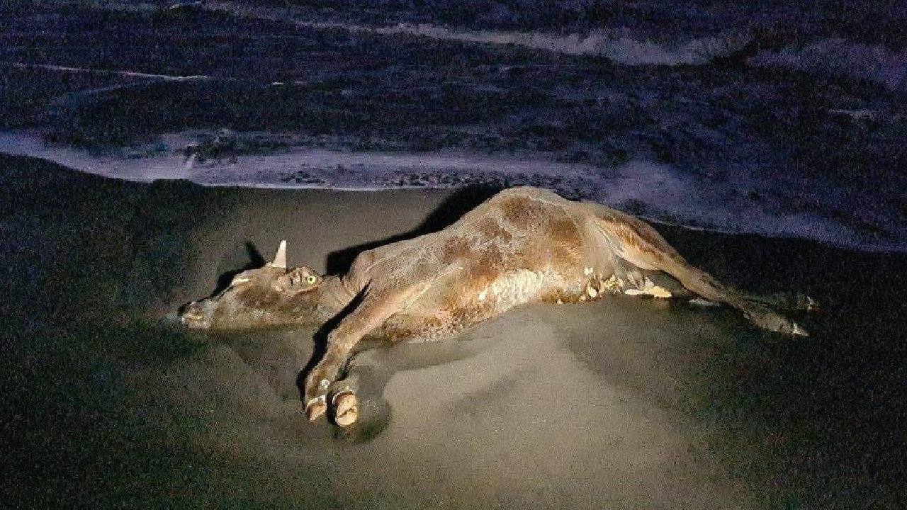 Zonguldak’ta sahile vuran ölü inek şaşkına çevirdi