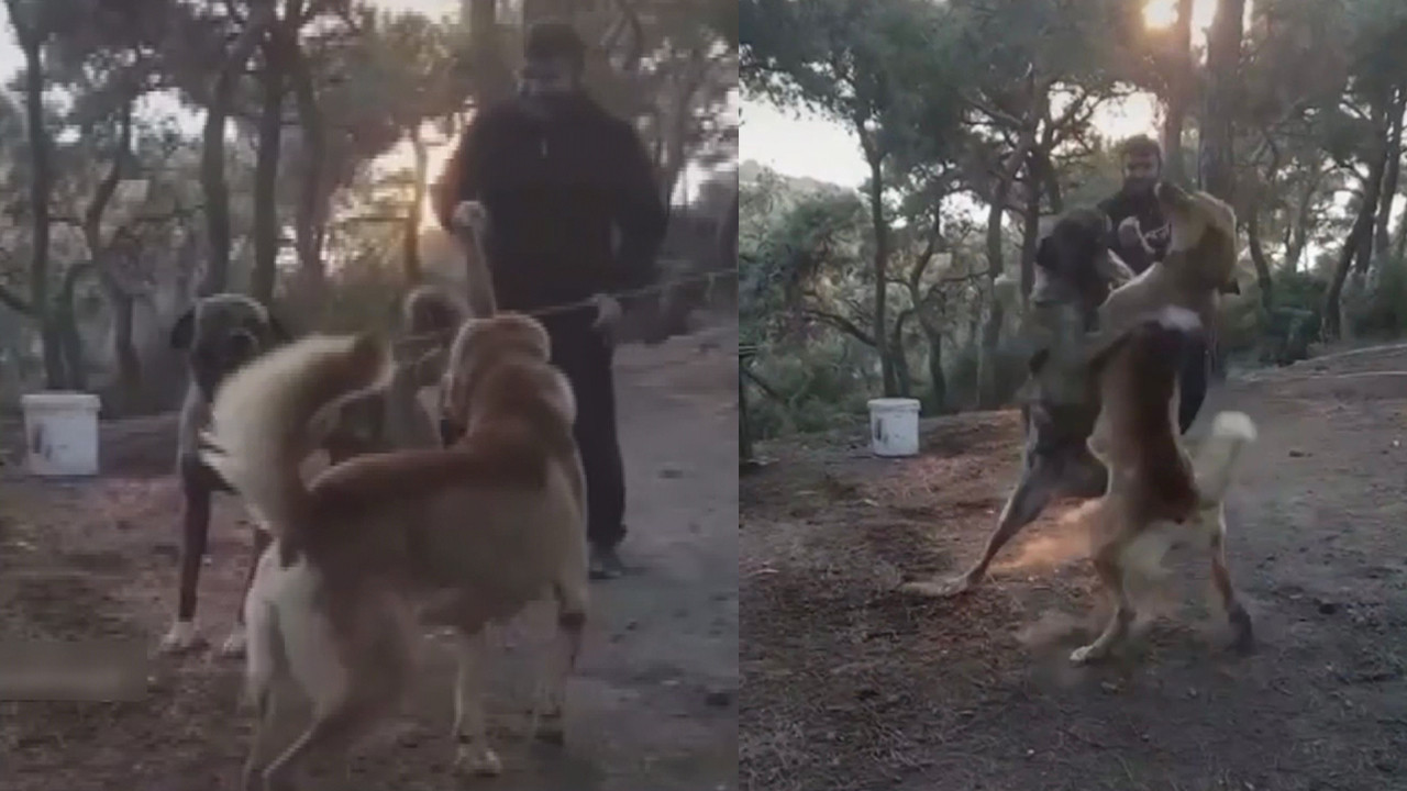 Büyükada'da dehşet anları: Kulağı kesilmiş köpekleri dövüştürdüler