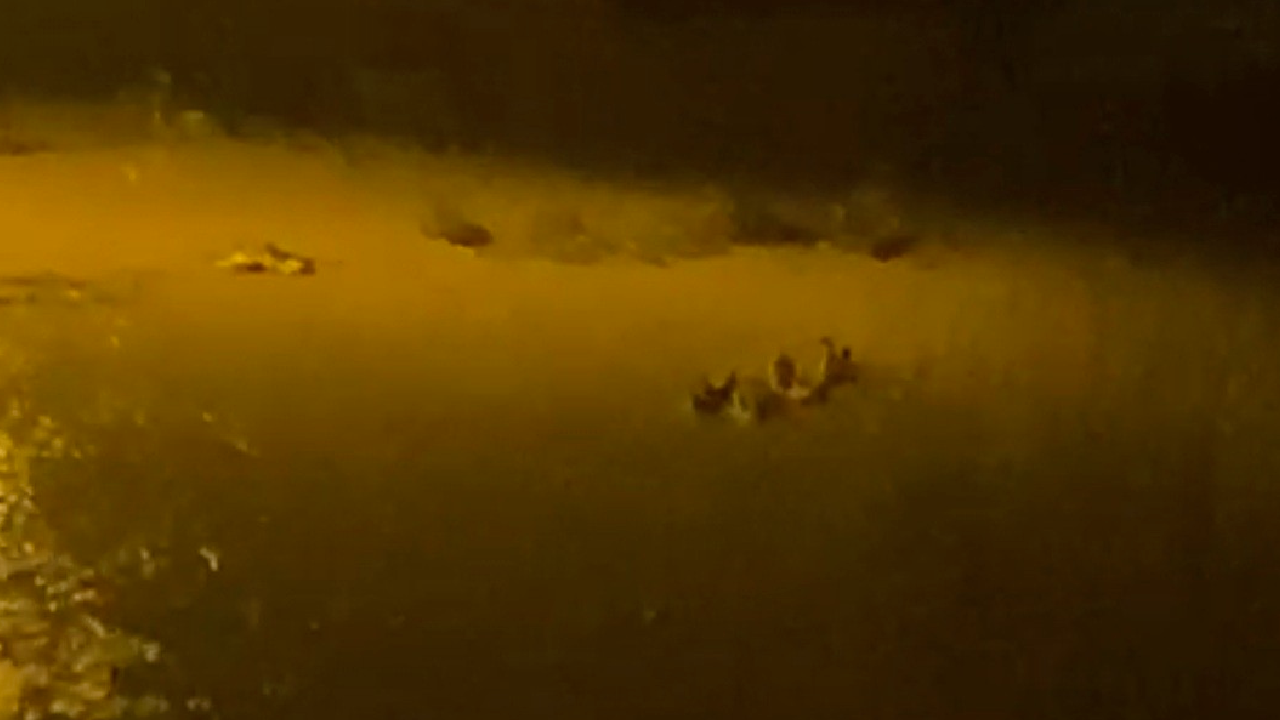 Lüleburgaz'da sel sularına kapılan kazların paniği kamerada