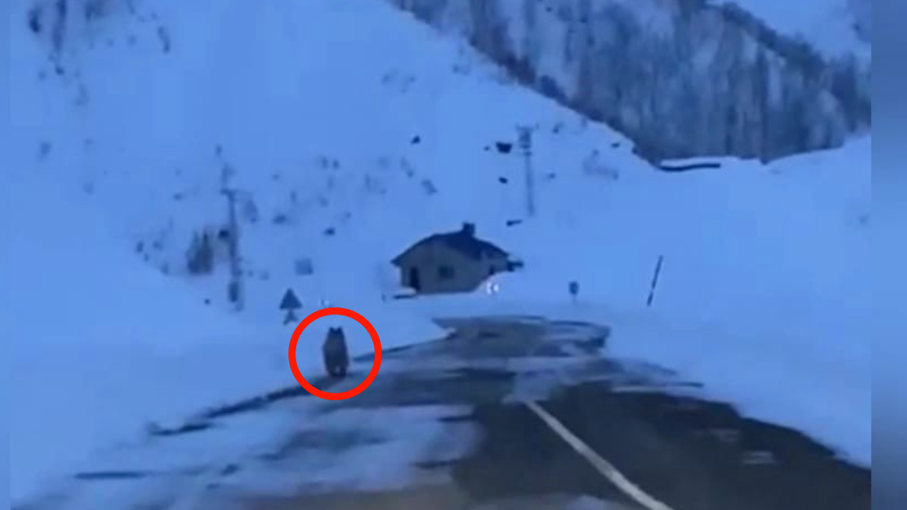 Kış uykusunda olması gereken boz ayı Tunceli yollarında görüntülendi