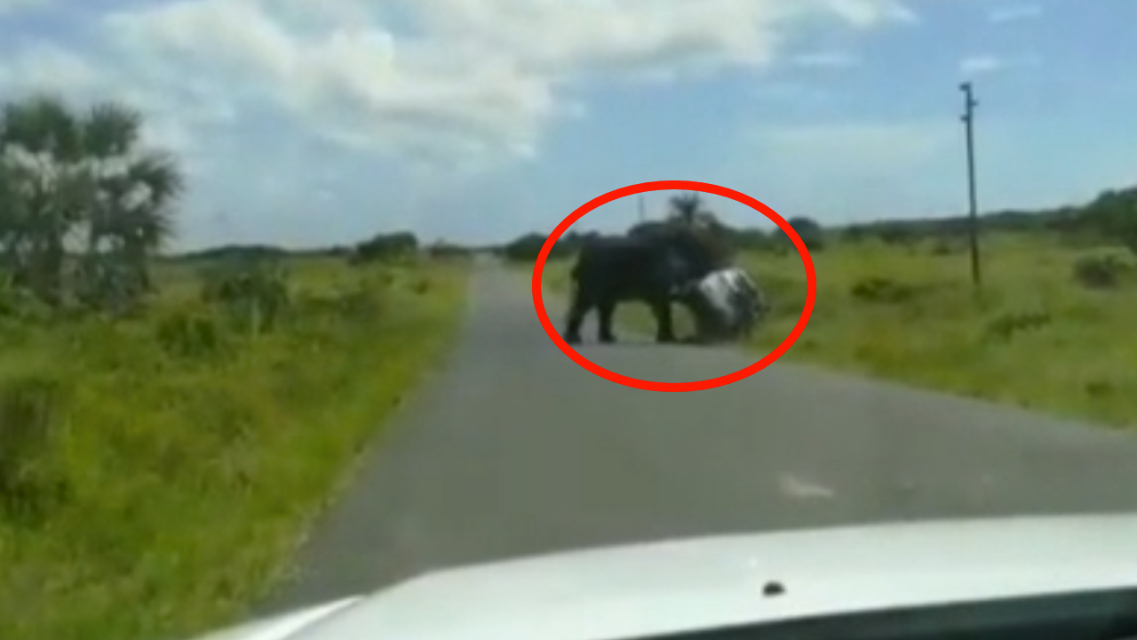 Kızgın fil 2'si çocuk 4 kişilik ailenin aracına saldırdı!