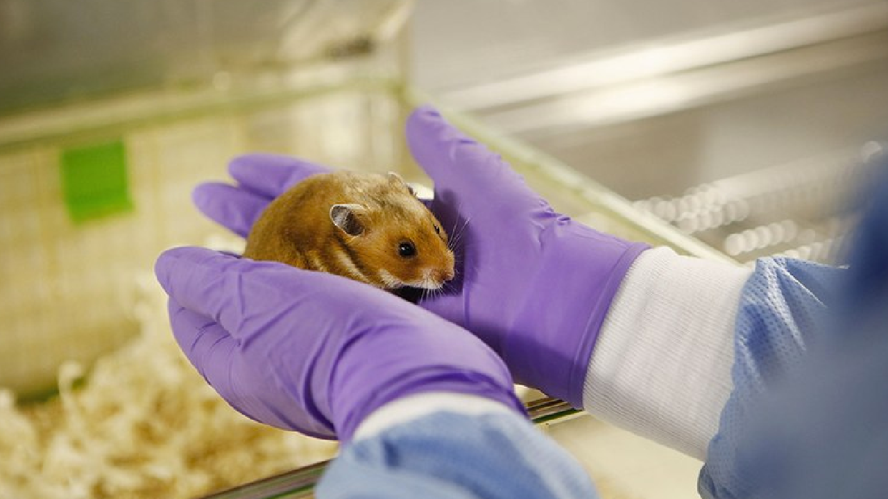 Petshop çalışanı koronavirüs oldu, 2 bin hamster itlaf edilecek