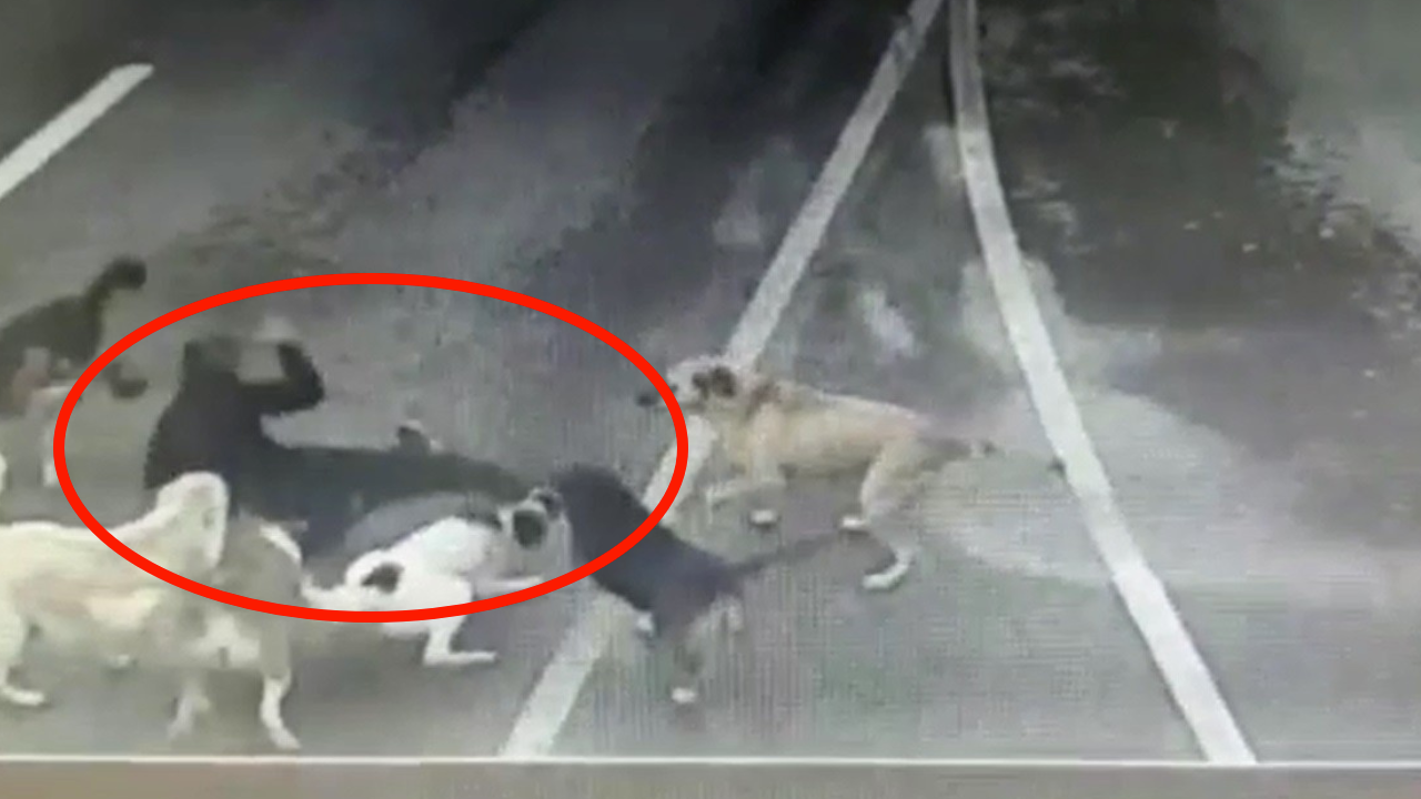 İş adamına 6 köpek saldırdı, yoldan geçen sürücülerden hiçbiri aracına almadı