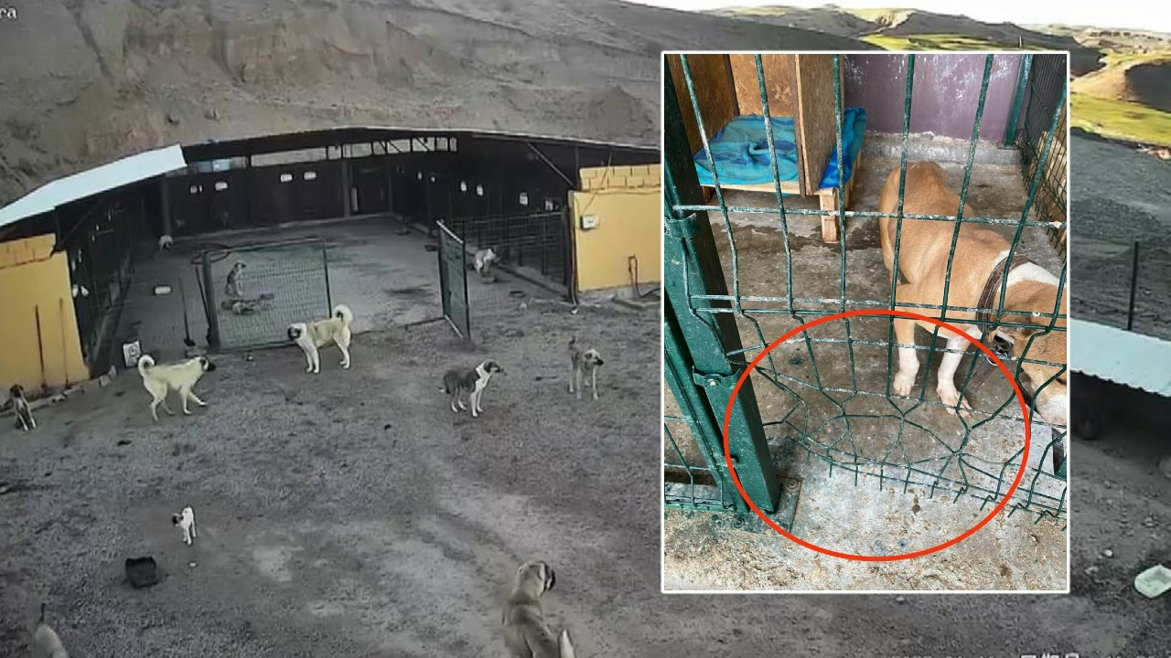 Kafesi parçalayan pitbull, başka bir köpeği boğarak öldürdü!