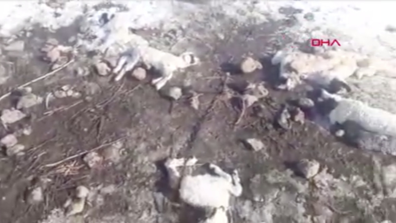 Kars'ta neler oluyor? 100 kuzu peş peşe öldü! Köylüler panikte...