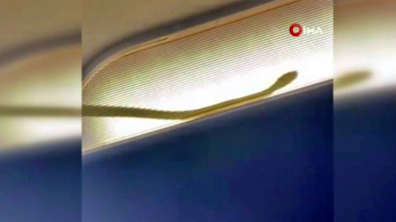 Uçağa giren yılan acil iniş yapılmasına sebep oldu!