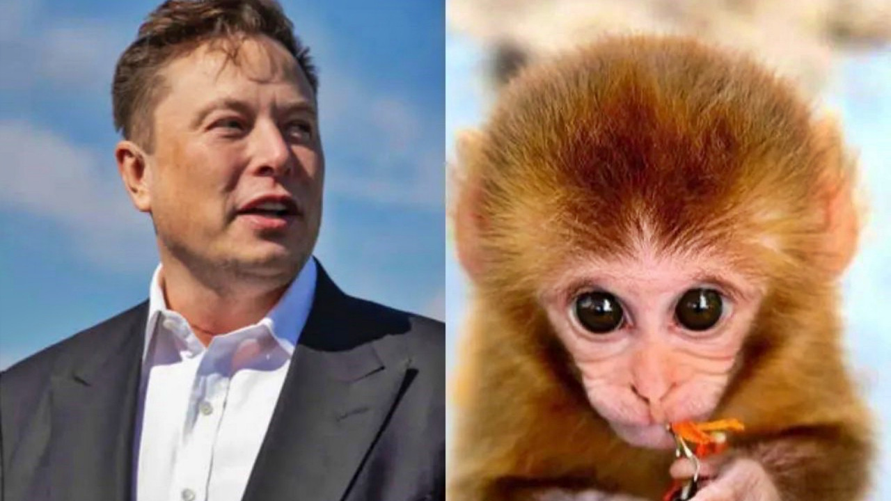 Elon Musk'ın 'beyne çip takma' deneylerindeki maymunların çoğu öldü!