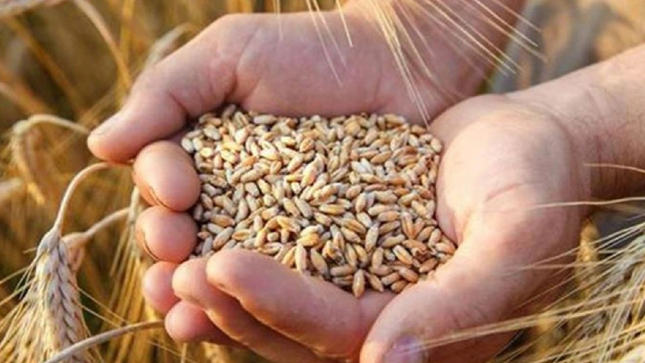 Cezayir'den yağ, şeker ve buğday ürünlerine ihracat yasağı