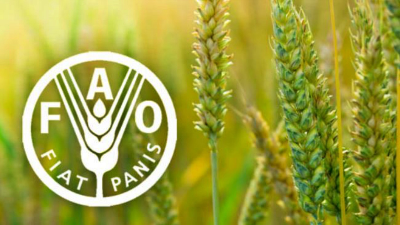 FAO: Gıdada sürdürülebilirlik için özel sektörle diyalog çok önemli!