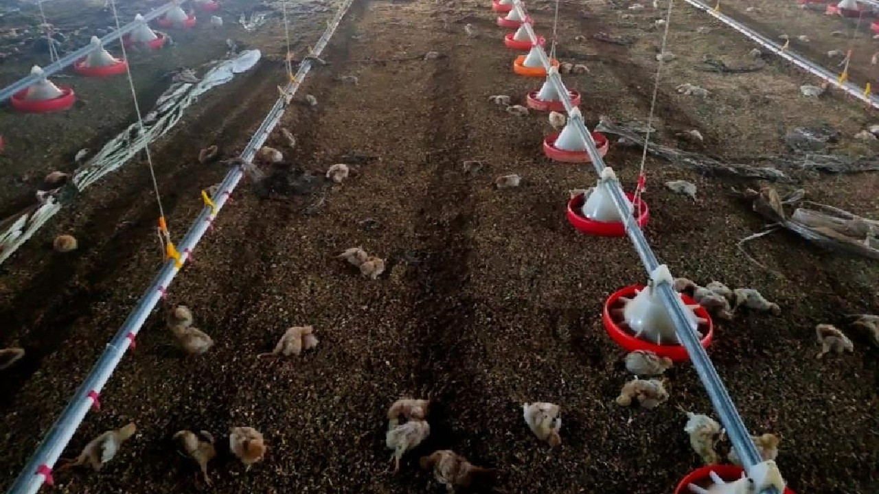 Artan gıda fiyatları nedeniyle tavuk ihracatını askıya alındı
