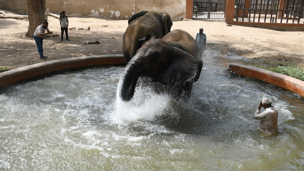 Pakistan'da acil durum ilan edildi: Sıcaktan bunalan filler duş aldı!
