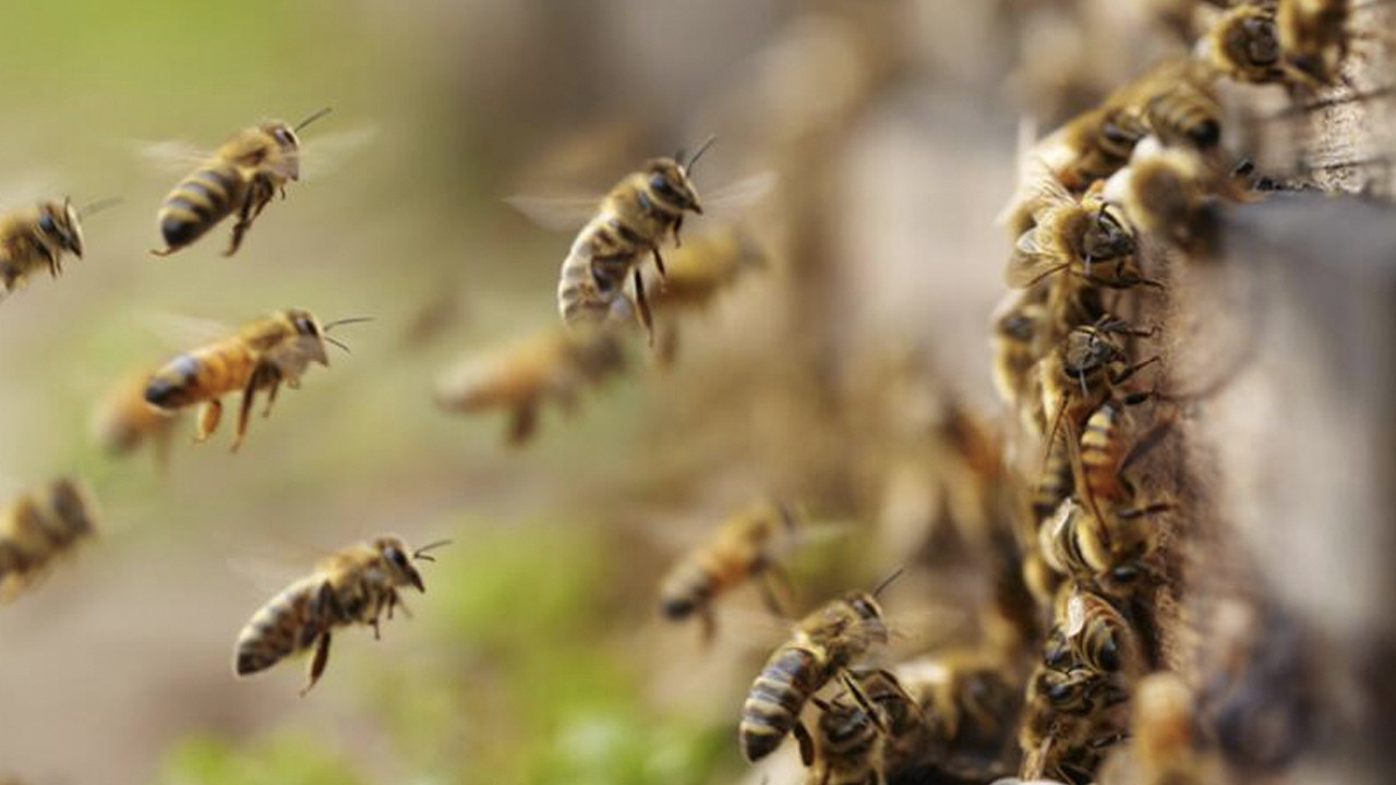 Bu virüs tüm arıları yok etme potansiyeline sahip! Uzmanlar uyarılar yaptı