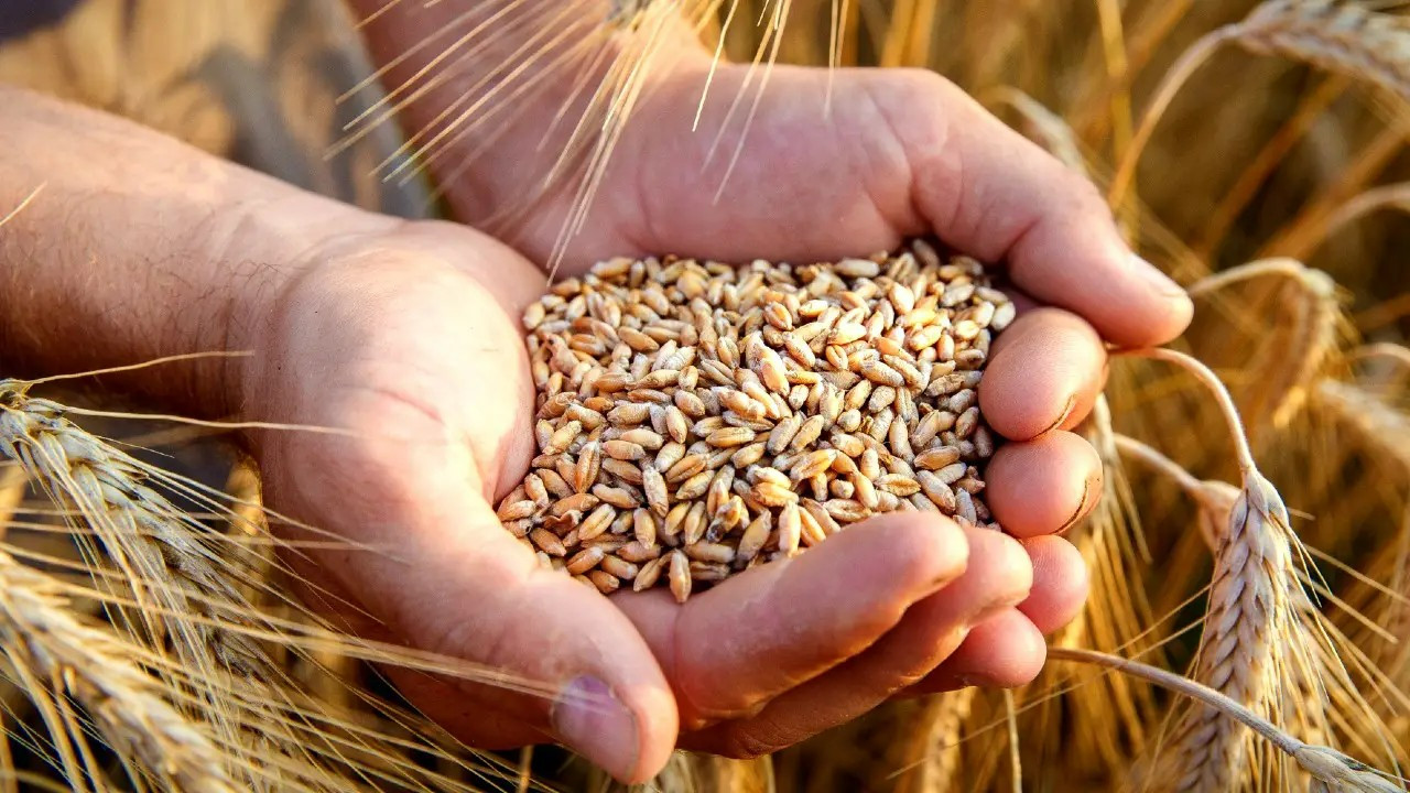 Tarım ve Orman Bakanlığından Hindistan'dan buğday ithal edildiği iddialarına açıklama!