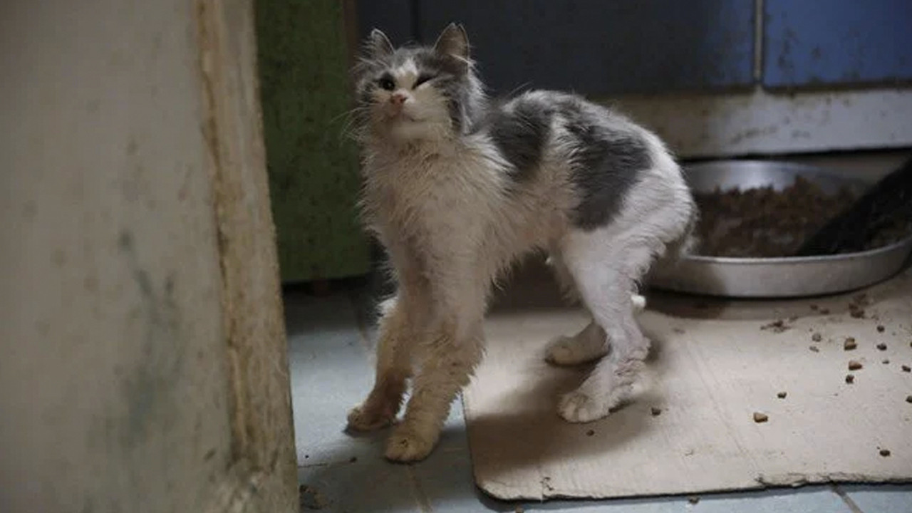 İstanbul'da hayvanları etkileyen salgın iddiası: 4 ayda yüzlerce kedi öldü