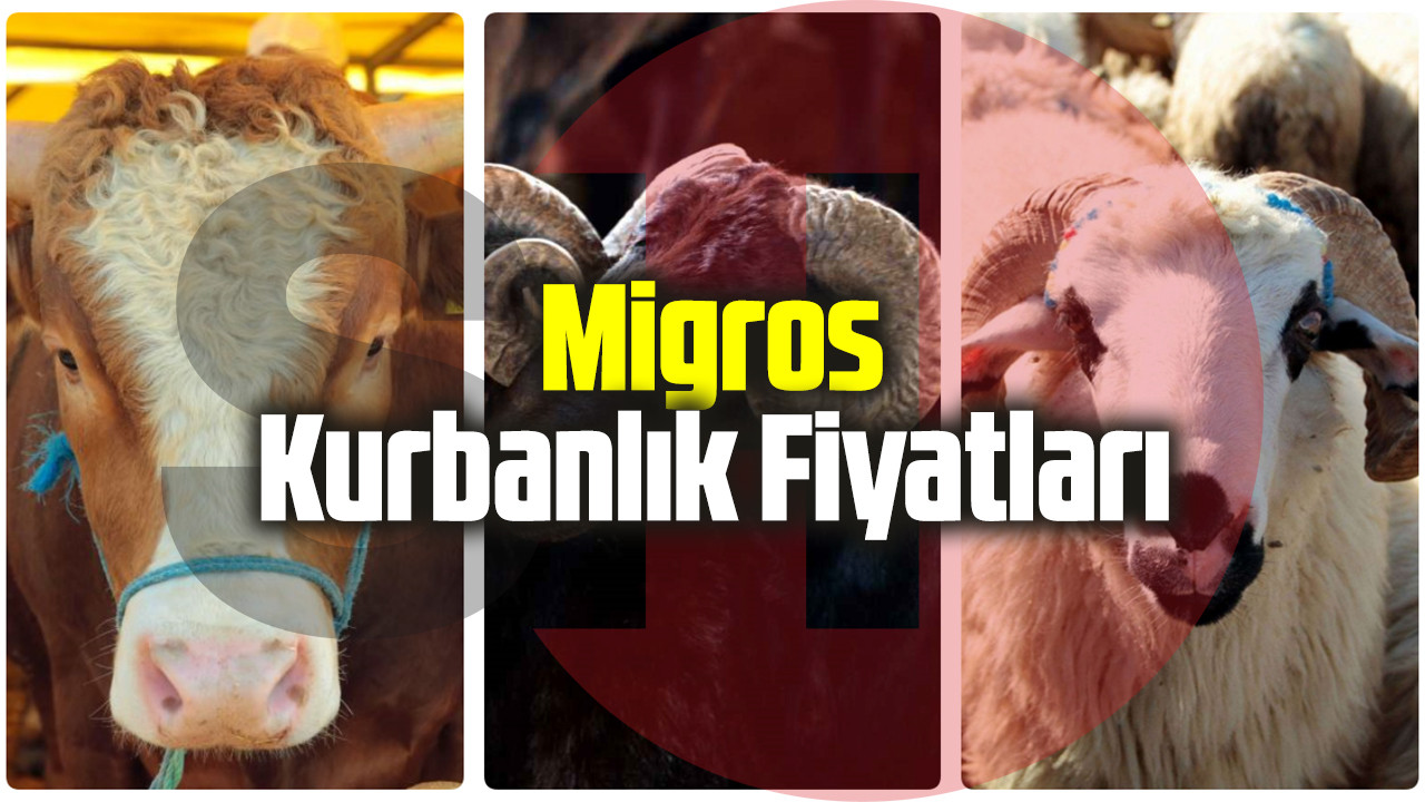 Migros kurbanlık fiyatları 2022! İşte Migros'ta dana, tosun, koç, koyun kurbanlık hisse fiyatı
