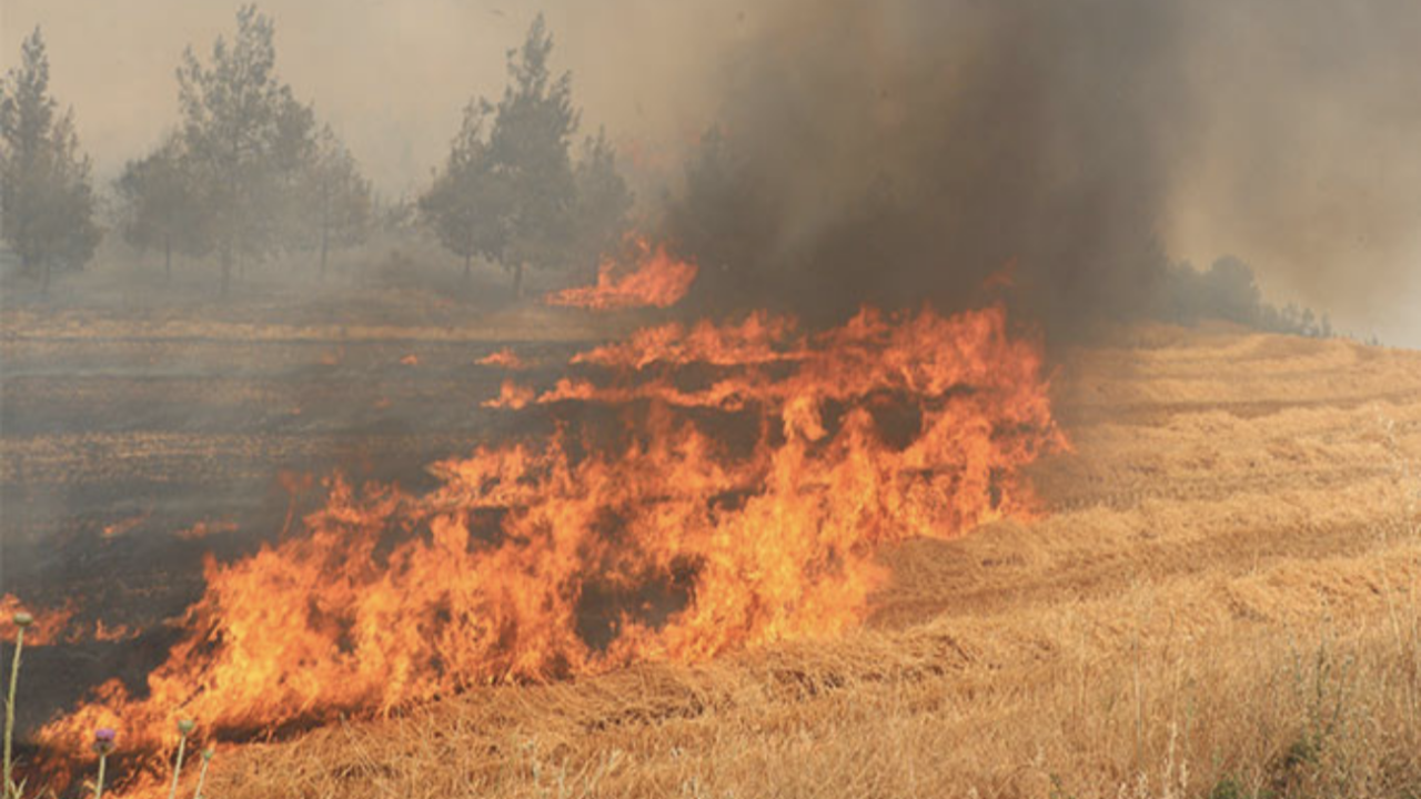 Buğday tarlalarında şüphelendiren yangınlar: Türkiye'nin stokları kundaklanıyor mu?