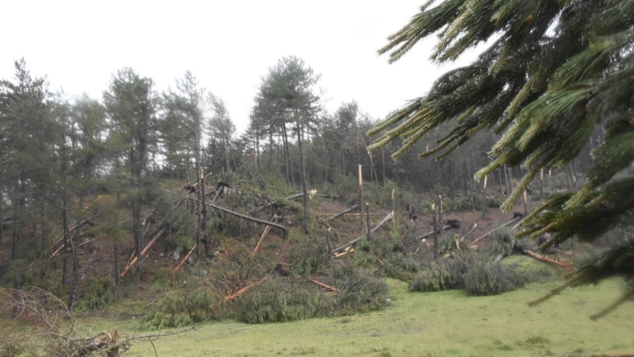 Kütahya'da fırtına: Yüzlerce ağaç devrildi