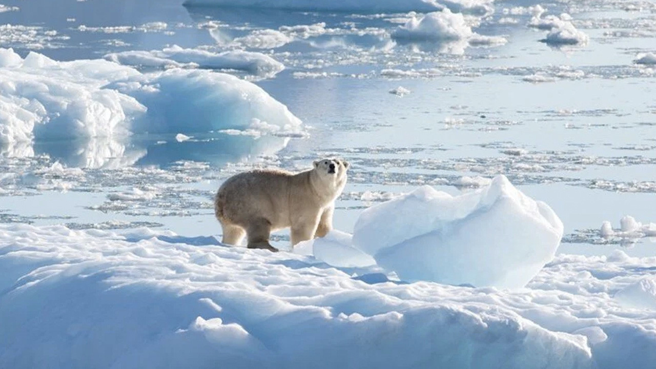 Bilim insanlarından umutlandıran keşif: İklim değişikliğine adapte olan kutup ayısı bulundu