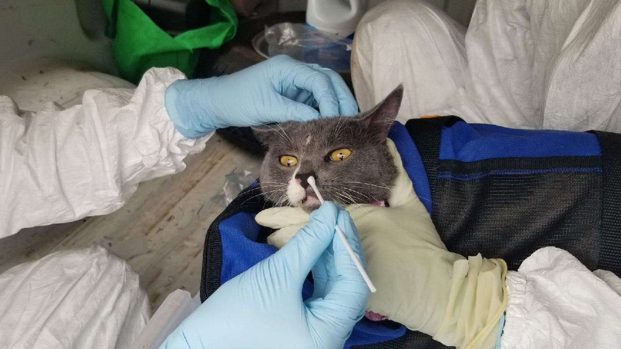 Suratına hapşıran kediden Covid-19 virüsü kaptı