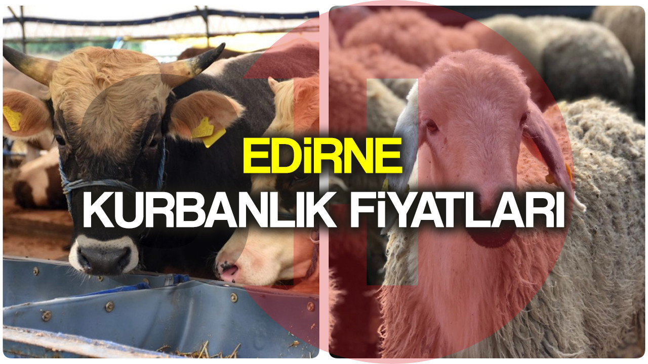 Edirne kurbanlık fiyatları 2022! Edirne'de dana, tosun, koç, koyun hisse fiyatı