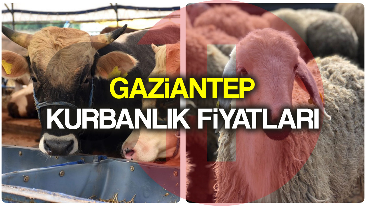 Gaziantep kurbanlık fiyatları 2022! Gaziantep'te dana, tosun, koç, koyun hisse fiyatı