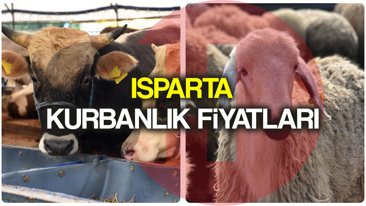 Isparta kurbanlık fiyatları 2022! Isparta'da dana, tosun, koç, koyun hisse fiyatı