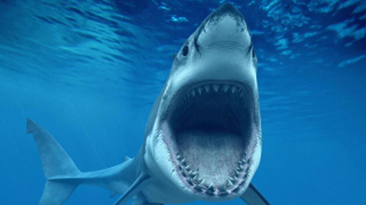 Mısır’da dehşet anları! Köpek balığı saldırısında 1 kişi öldü, sahildekiler izledi