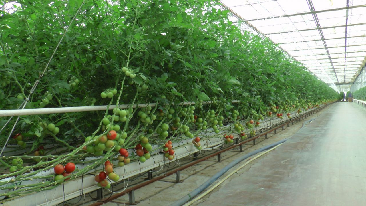 Nevşehir domatesleri alıcısını buldu, Ukrayna'ya ilk kez domates satılacak - Sayfa 1