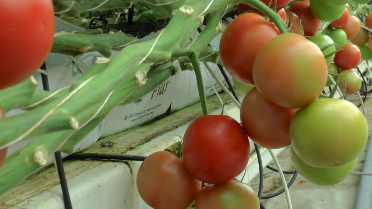 Nevşehir domatesleri alıcısını buldu, Ukrayna'ya ilk kez domates satılacak - Sayfa 2