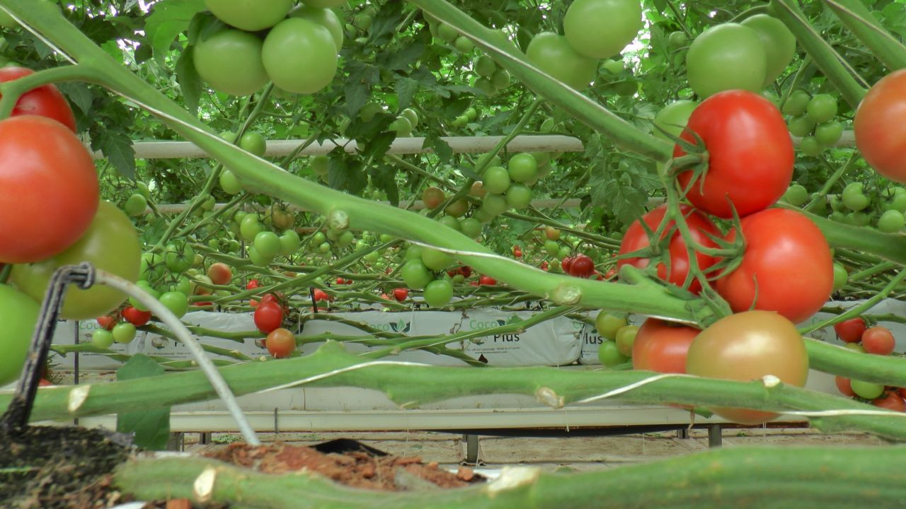 Nevşehir domatesleri alıcısını buldu, Ukrayna'ya ilk kez domates satılacak - Sayfa 4