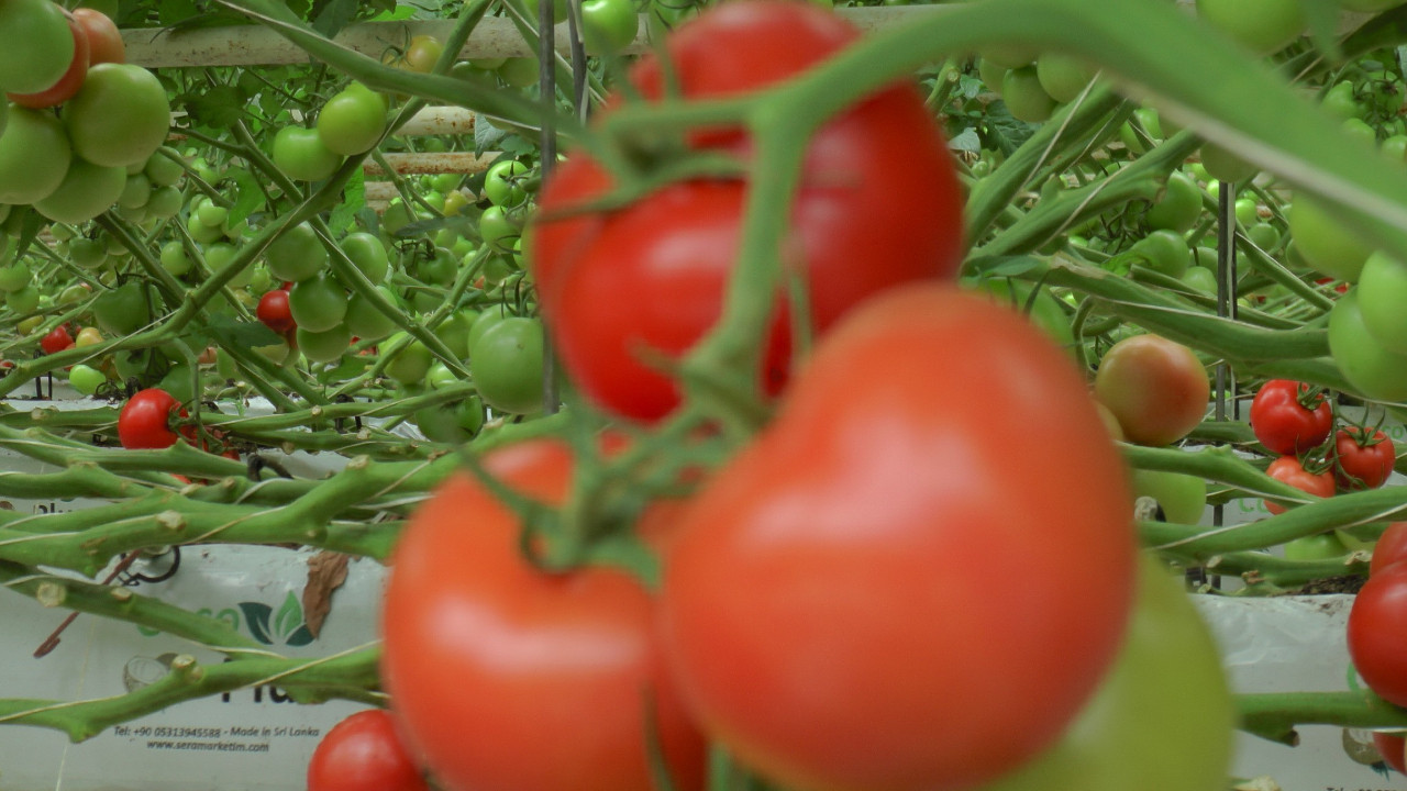 Nevşehir domatesleri alıcısını buldu, Ukrayna'ya ilk kez domates satılacak