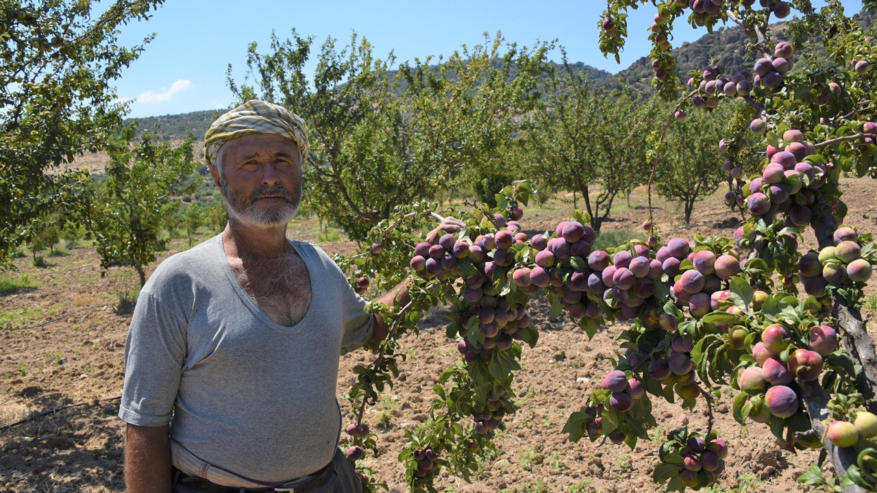 Yunusemre Belediyesi, kurduğu meyve bahçeleriyle vatandaşlara örnek oldu