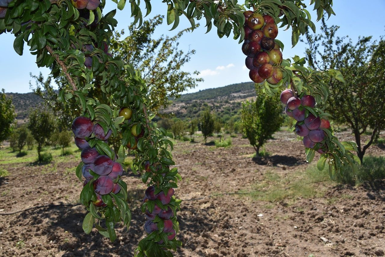 Yunusemre Belediyesi, kurduğu meyve bahçeleriyle vatandaşlara örnek oldu - Sayfa 4