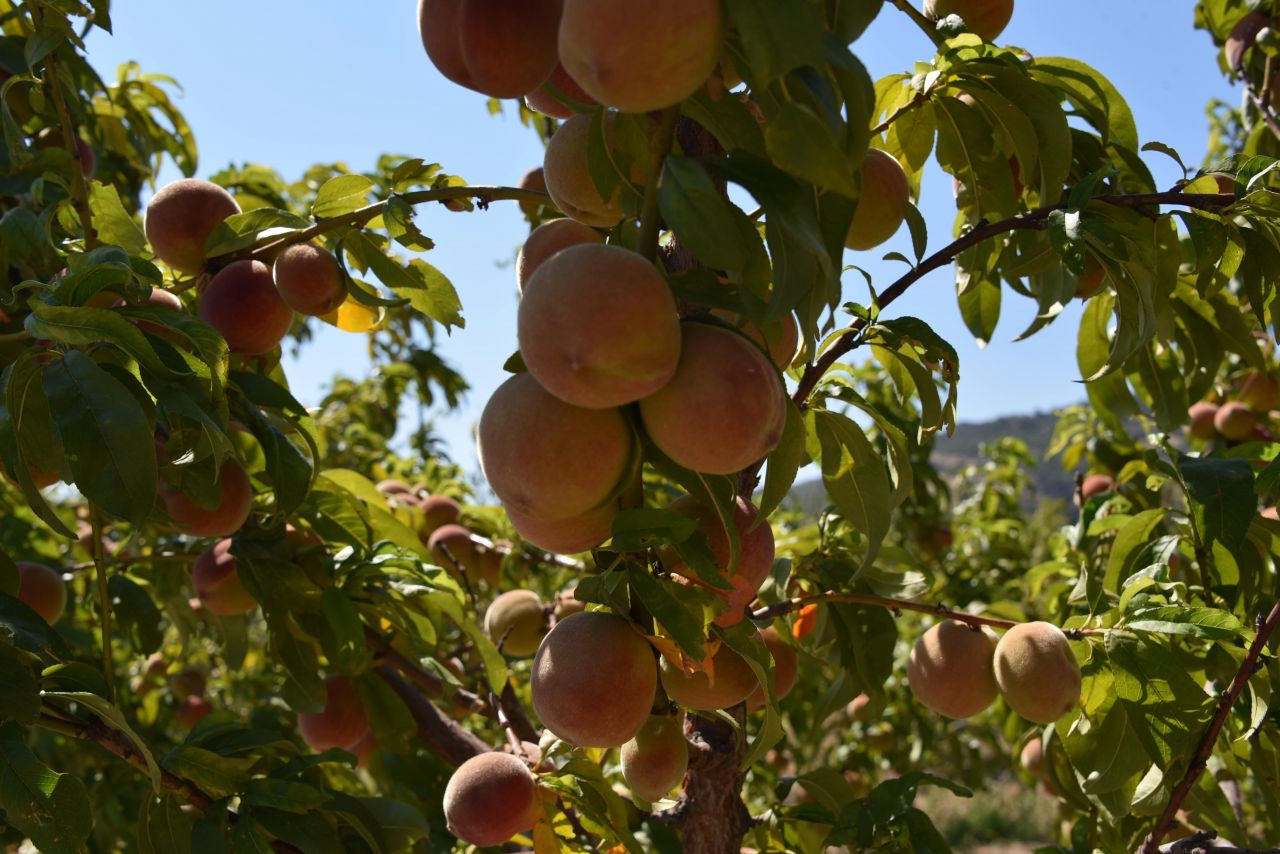 Yunusemre Belediyesi, kurduğu meyve bahçeleriyle vatandaşlara örnek oldu - Sayfa 1