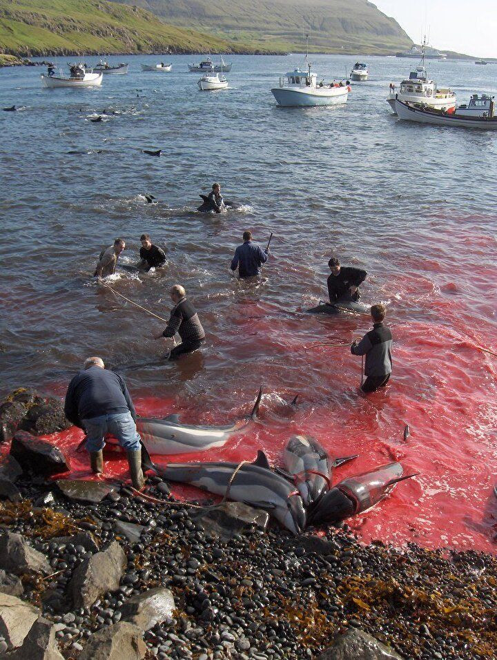 Festival değil katliam: Faroe Adaları'nda gelenek adı altında yunuslar katledildi! - Sayfa 2