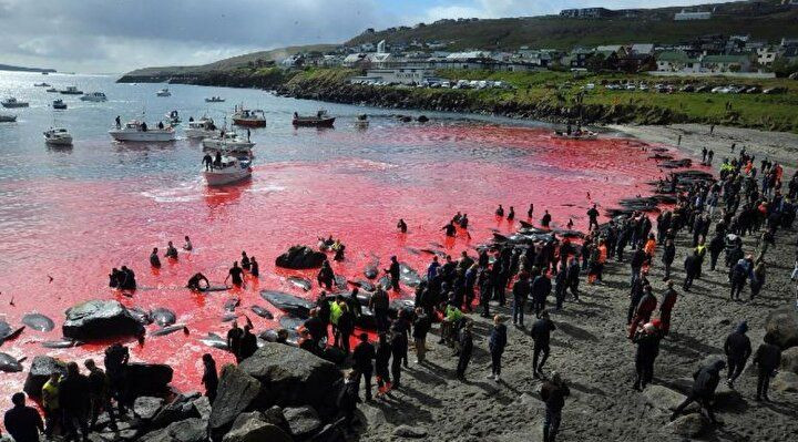 Festival değil katliam: Faroe Adaları'nda gelenek adı altında yunuslar katledildi! - Sayfa 1
