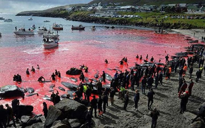 Festival değil katliam: Faroe Adaları'nda gelenek adı altında yunuslar katledildi! - Sayfa 3
