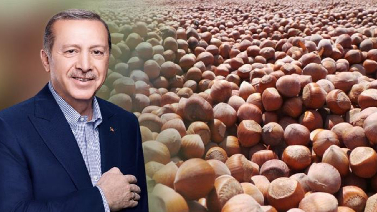 Cumhurbaşkanı Erdoğan Ordu'ya gidiyor: Fındık taban fiyatını açıklayacak! "Enflasyona ezdirmeyeceğiz"